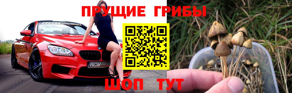 Псилоцибиновые грибы Psilocybe  Псилоцибиновые грибы GOLDEN TEACHER  Хасавюрт  Вход с VPN 